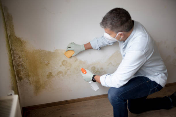 Best Basement Mold Removal  in Mill City, OR