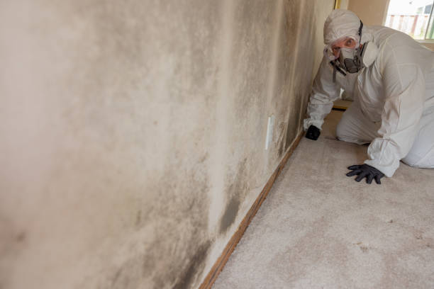 Reliable Mill City, OR Mold Removal Solutions